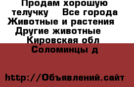 Продам хорошую телучку. - Все города Животные и растения » Другие животные   . Кировская обл.,Соломинцы д.